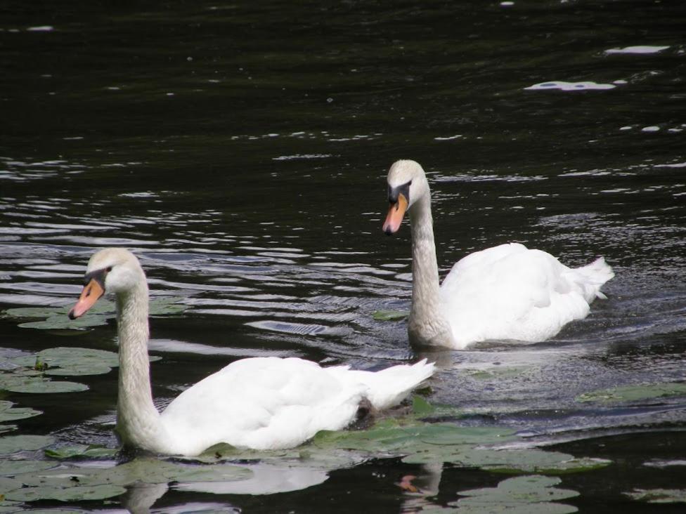 Homestay Poděbrady エクステリア 写真